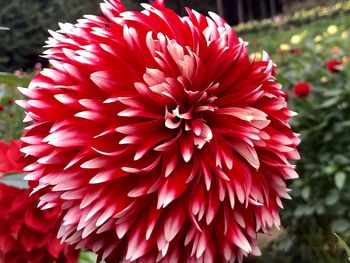 Close-up of red dahlia flower