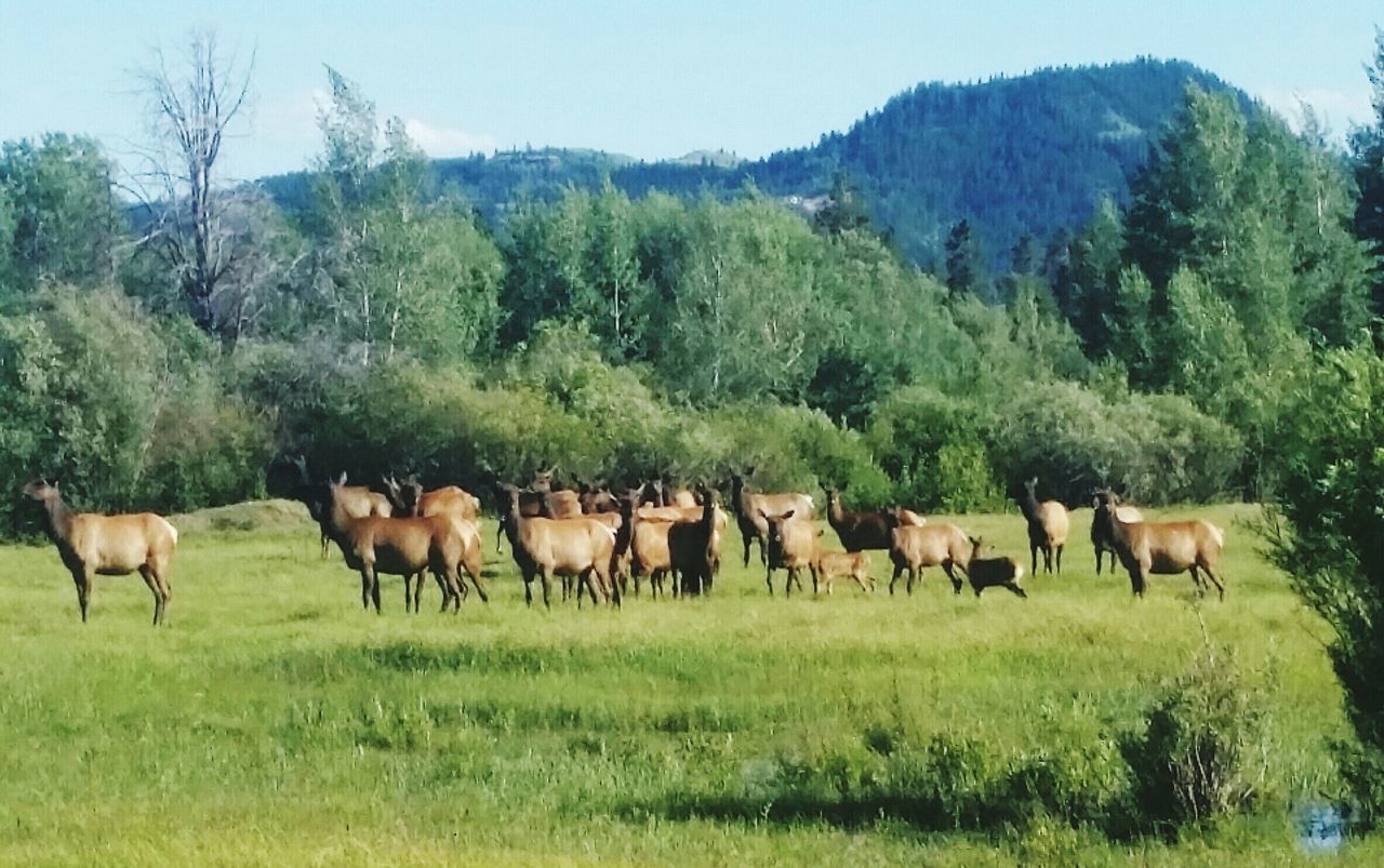 Elk calves