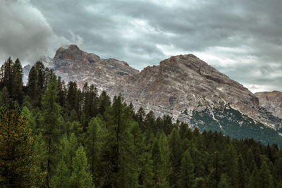 Forest and dolomite alps during a cloudy day, trentino, italy