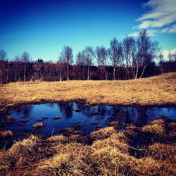 Bare trees on grassy field against cloudy sky