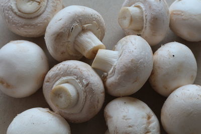 High angle view of edible mushrooms on table