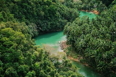 High angle view of river amidst trees in forest