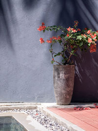 Close-up of potted plant against wall