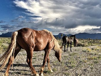 Horse grazing on field against sky