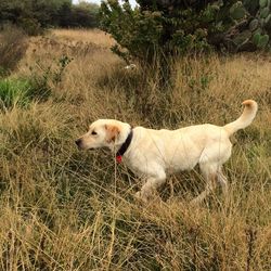 Dog on grass