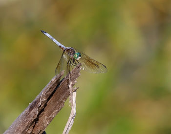 Close-up of dragonfly on twig