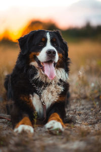 Portrait of dog looking away