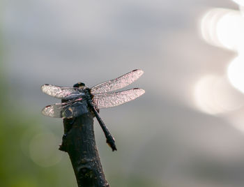 Close-up of dragonfly on plant