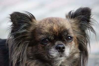 Close-up portrait of a dog