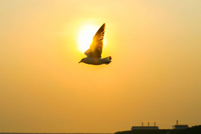 Low angle view of silhouette bird flying against orange sky