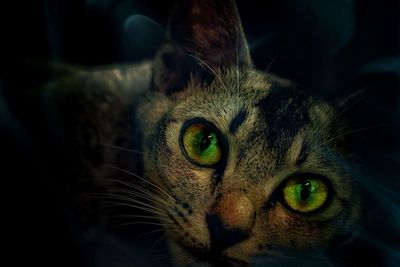 Close-up portrait of a cat