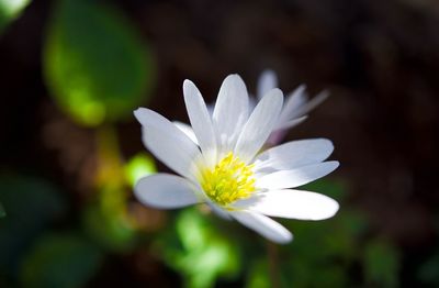 Close-up of white flower