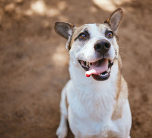 Close-up portrait of dog