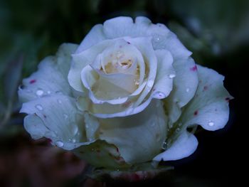 Close-up of wet rose