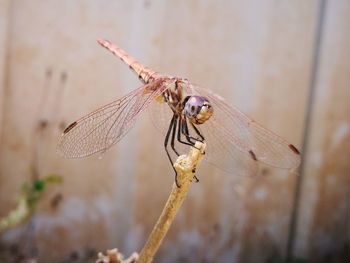 Close-up of dragonfly on twig