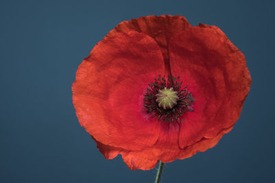 Close-up of red poppy against blue sky