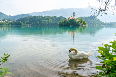 Swan swimming in lake