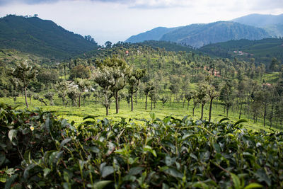 Scenic view of tree mountains against sky