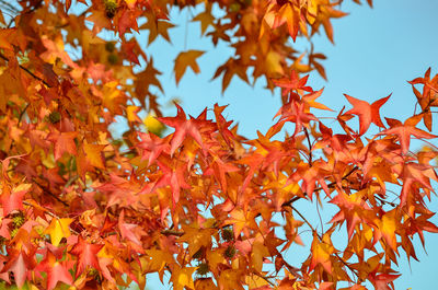 Close-up of maple leaves on tree during autumn