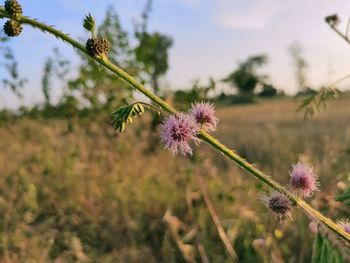 Close-up of purple thistle flowers on field