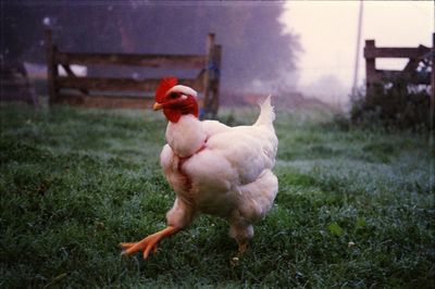 Close-up of chicken on grassy land