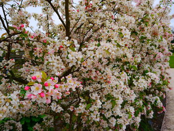 Close-up of white flowers on tree