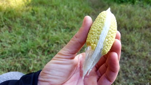Close-up of hand holding apple on field