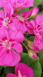 Close-up of pink flowers blooming outdoors