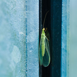 Close-up of insect on glass window