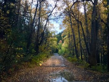 Road amidst trees in forest