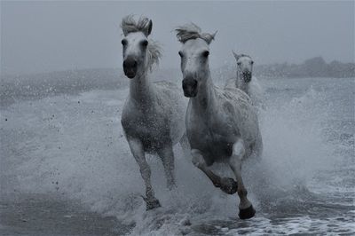 Horses running at beach against sky