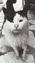 Close-up portrait of cat