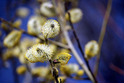 Close-up of flowering plant