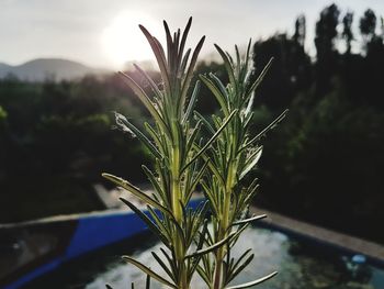 Close-up of plants against blurred background