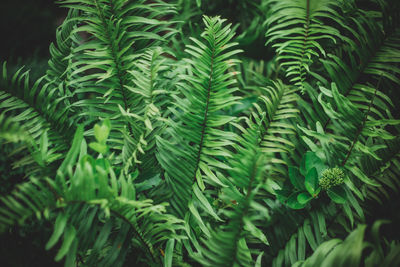 Ferns have long, green leaves.