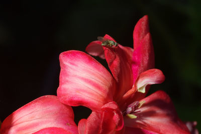 Close-up of pink rose flower