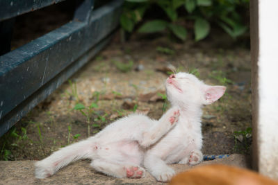 Close-up of cat