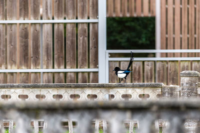 Bird perching on a lake