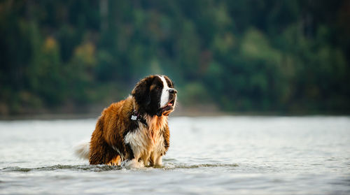 Dog on tree against water