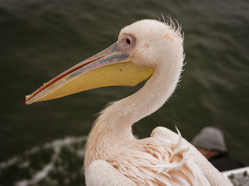 Close-up of pelican