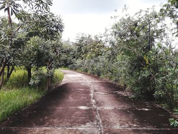 Road amidst trees against sky