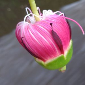 Close-up of pink flower