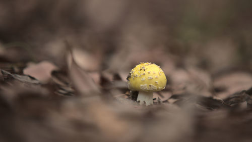 Close-up of yellow flowering plant