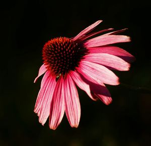 Close-up of pink coneflower