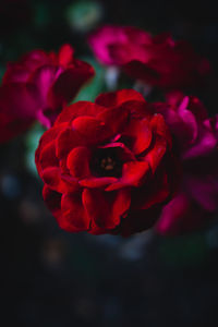 Close-up of red rose