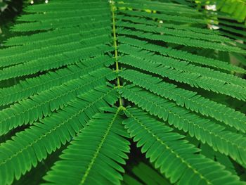 Full frame shot of leaves