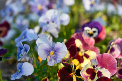 Close-up of purple flowering plants