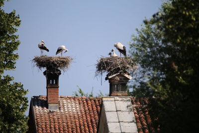 Birds perching on roof