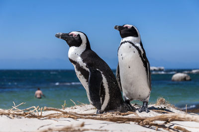 Penguins on beach against sky