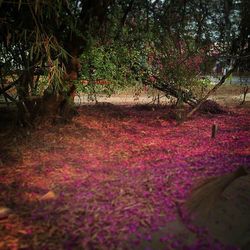 Pink flowers on tree